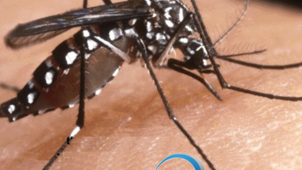 Allerta Dengue: il ruolo fondamentale del Pest Control
